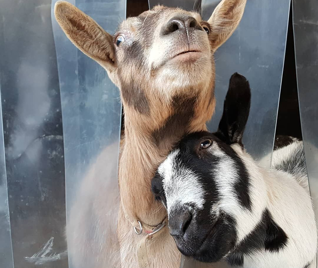 two rescued goats