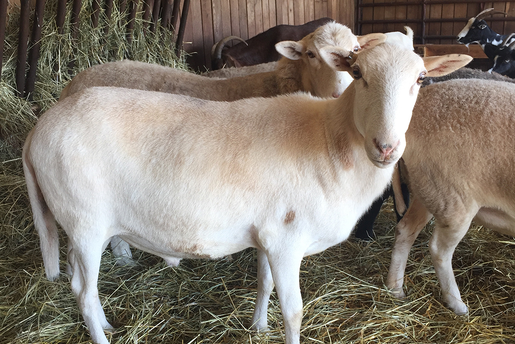 rescued sheep