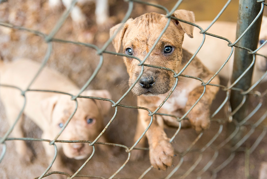 How Are Fighting Dogs Raised and Trained?