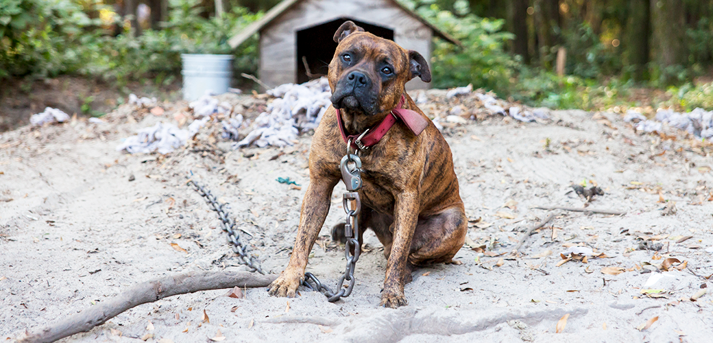 What Is Dog Fighting, and What Can You Do To Stop It? 