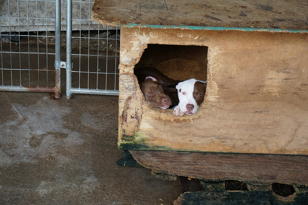 pitbulls in a broken down dog house