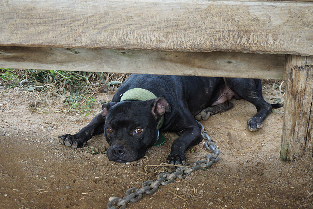 a chained up pitbull