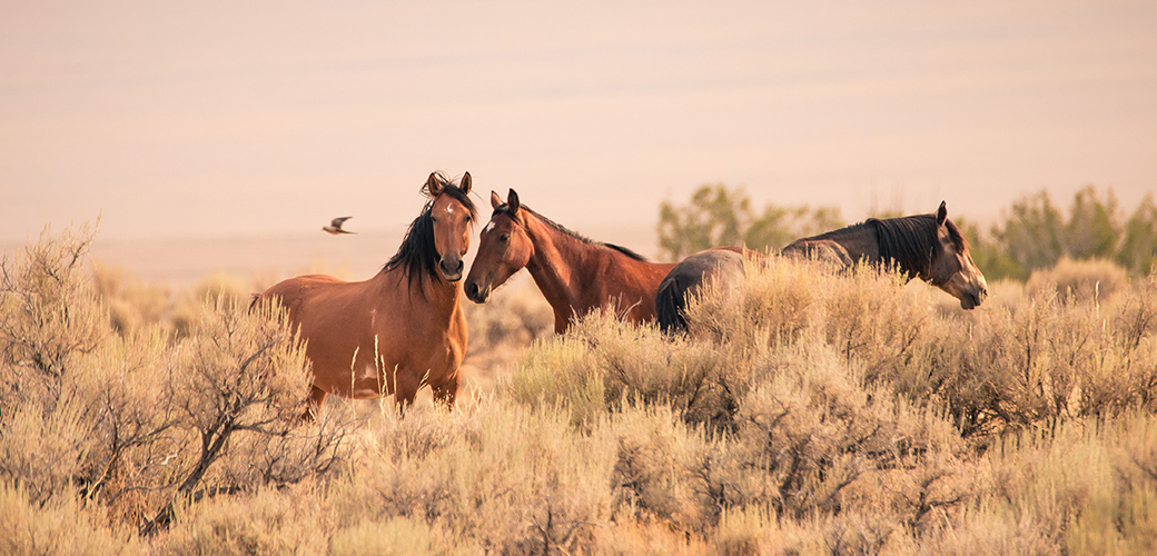 wild horses