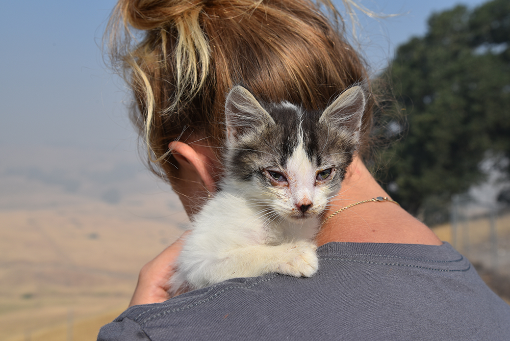 a rescued kitten