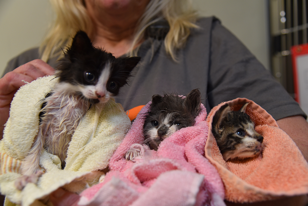 rescued kittens