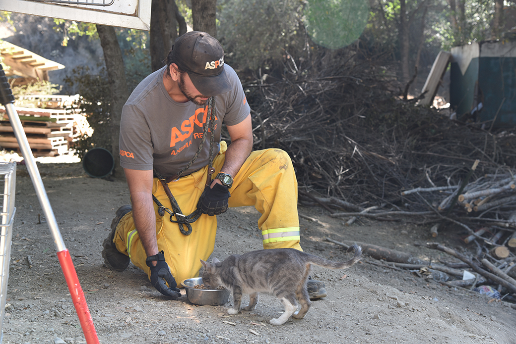 responder with a cat