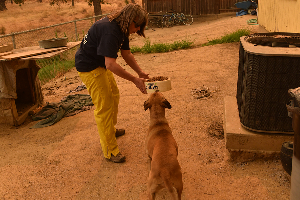 a responder rescuing a dog