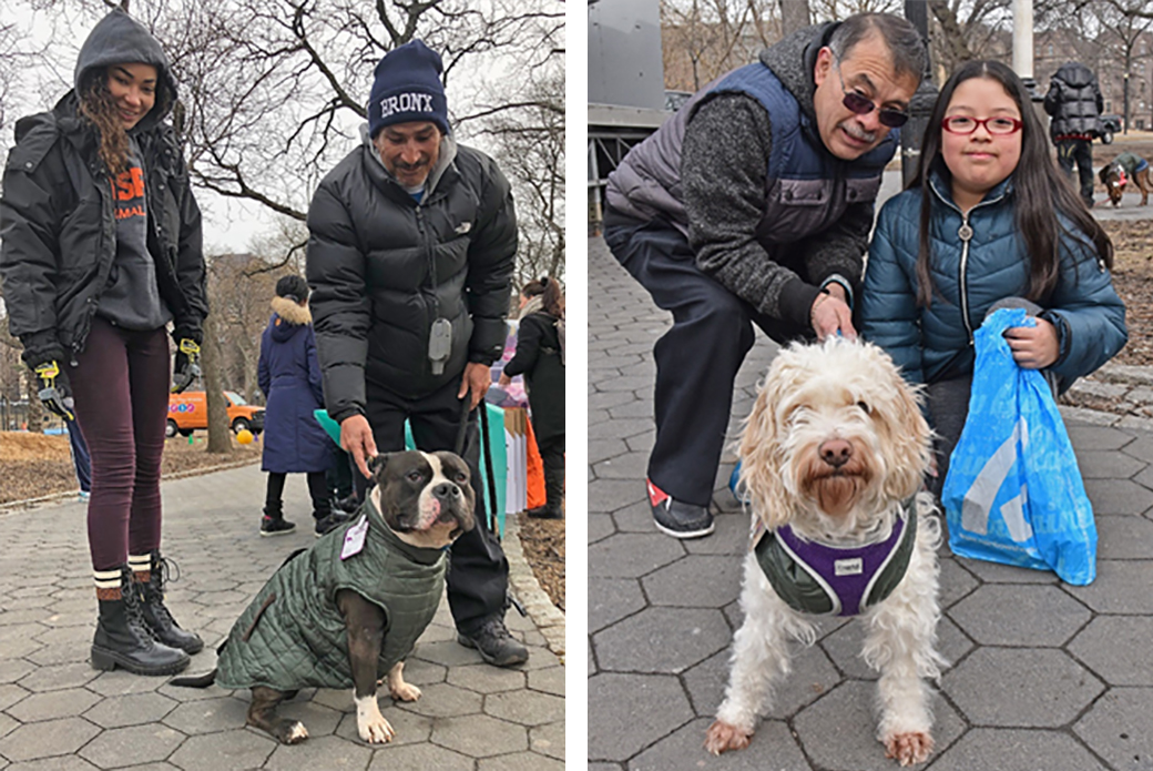 Two families and their dogs