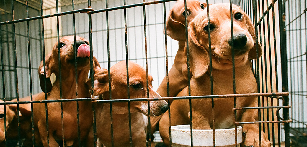 dachshunds