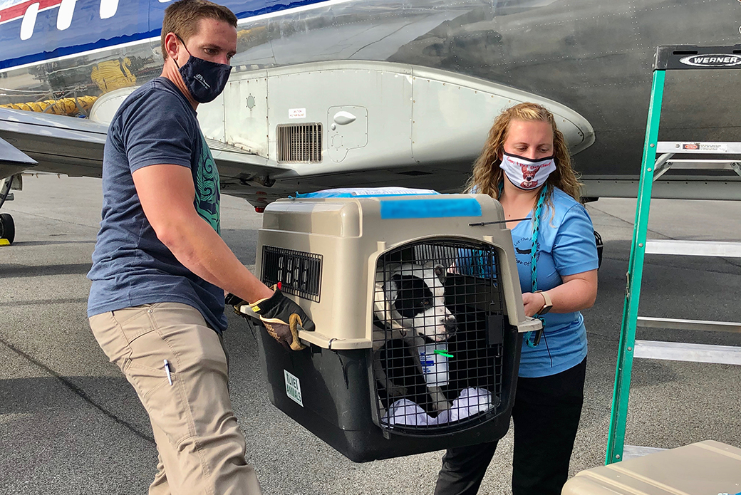 a dog being carried to a plane