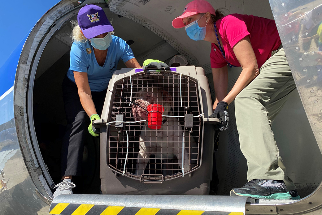 a rescued dog being loaded on a plane