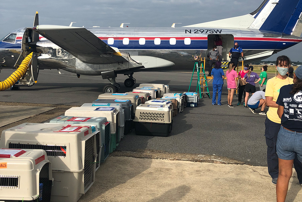 dogs being readied to be loaded on a transport plane