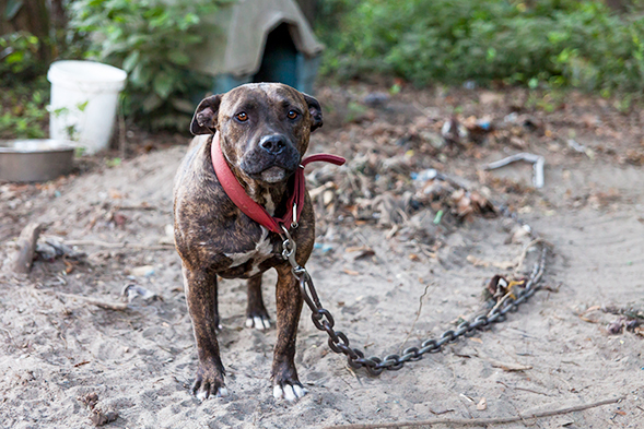 BREAKING: ASPCA Rescues 7 Dogs from Florida Fighting Ring