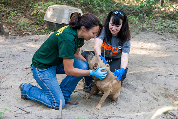 BREAKING: ASPCA Rescues 7 Dogs from Florida Fighting Ring