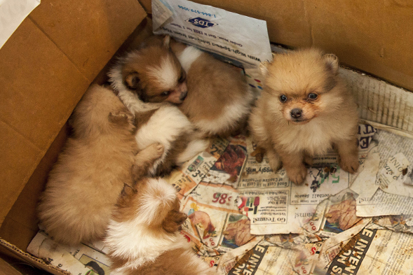 BREAKING: ASPCA Rescues More Than 130 Dogs from Alabama Puppy Mill