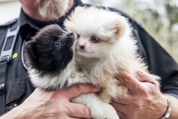 BREAKING: ASPCA Rescues More Than 130 Dogs from Alabama Puppy Mill