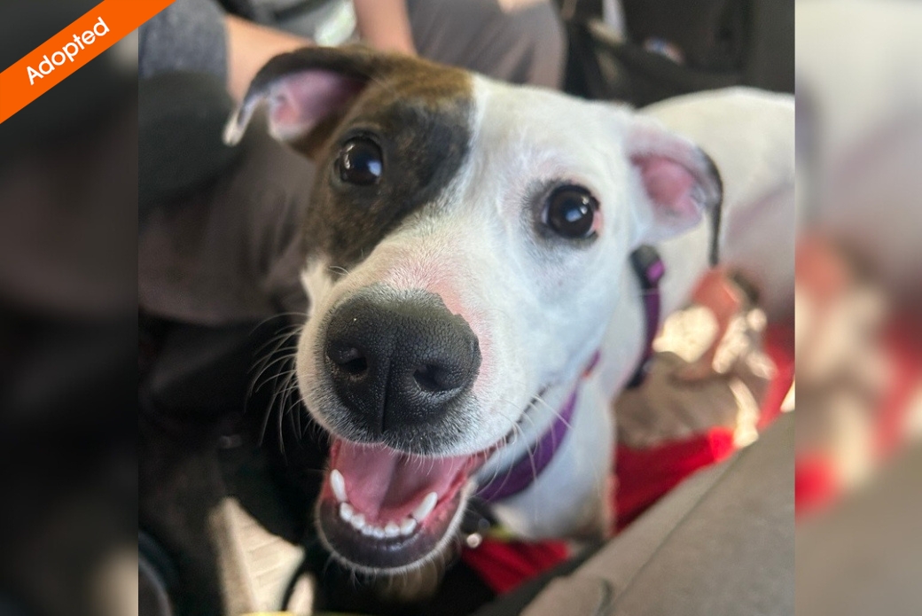 A smiling dog looking at the viewer