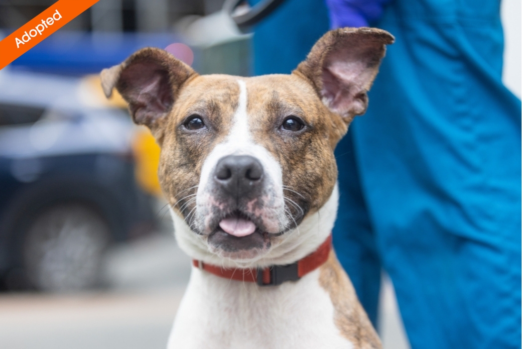 A dog looking at the viewer with their tongue sticking out