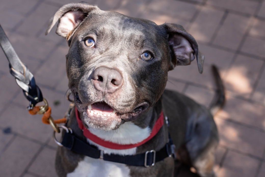 A grey dog looking up and smiling