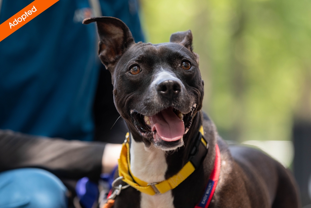 A smiling dog standing by a person outside