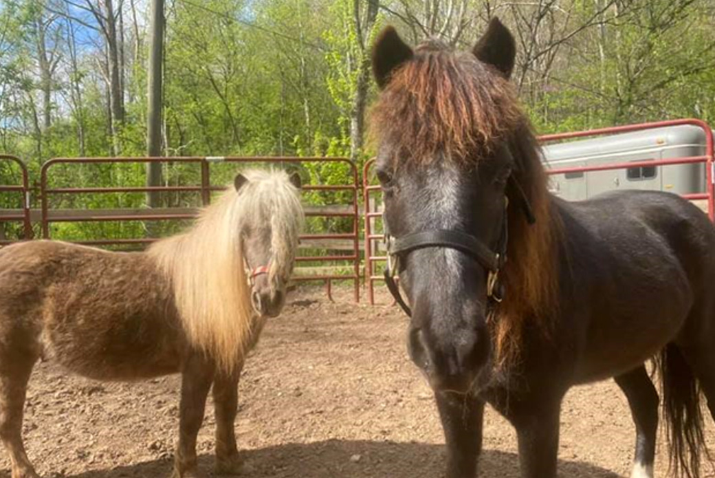 Miniature Horses