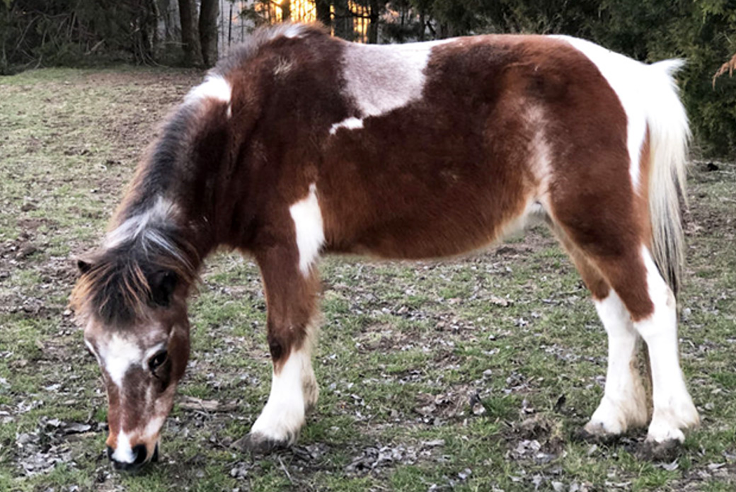 Miniature Horse