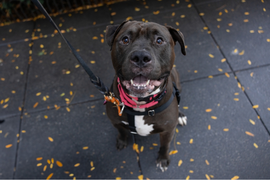 A black dog looking up and smiling