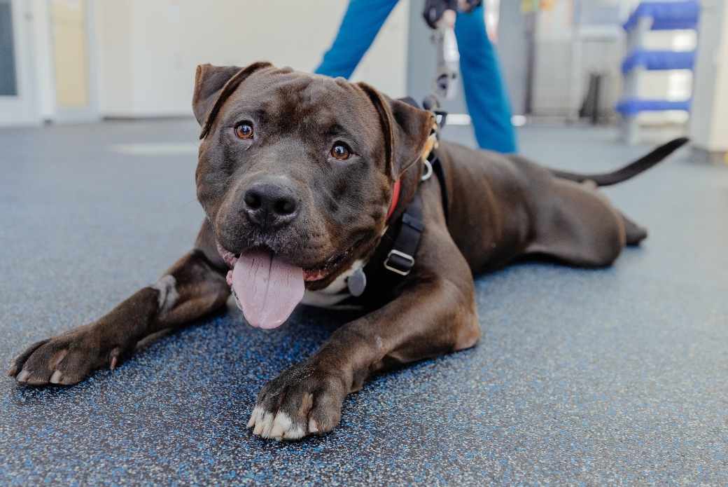 A black dog lying down