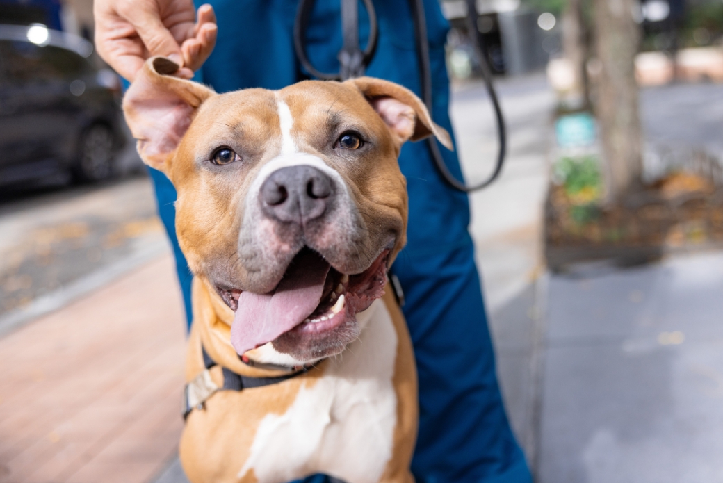 A smiling brown-and-white dog
