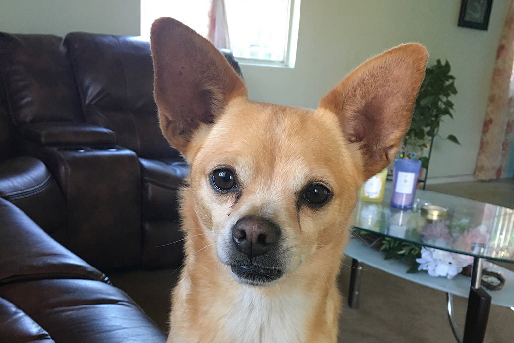 tan chihuahua mix