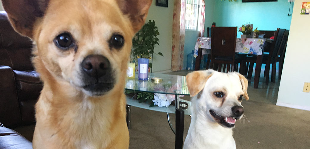 two small dogs on a couch looking at the camera