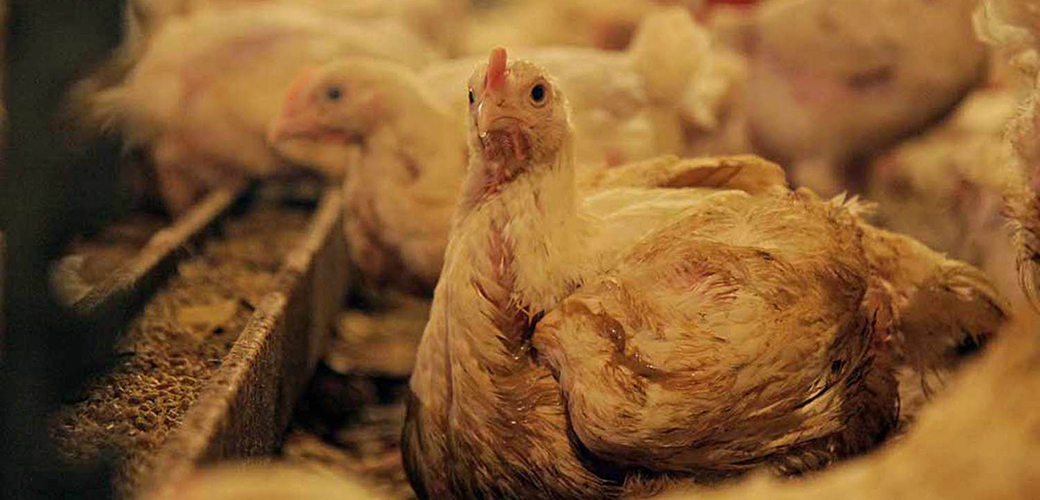 Chicken Farmers Suffer alongside Birds under Factory System