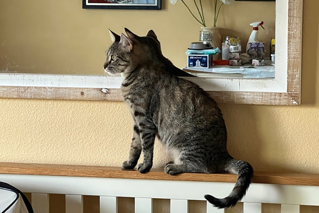 A brown tabby cat sitting in front of a mirror