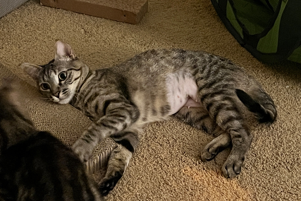 A brown tabby cat rolled over on the floor