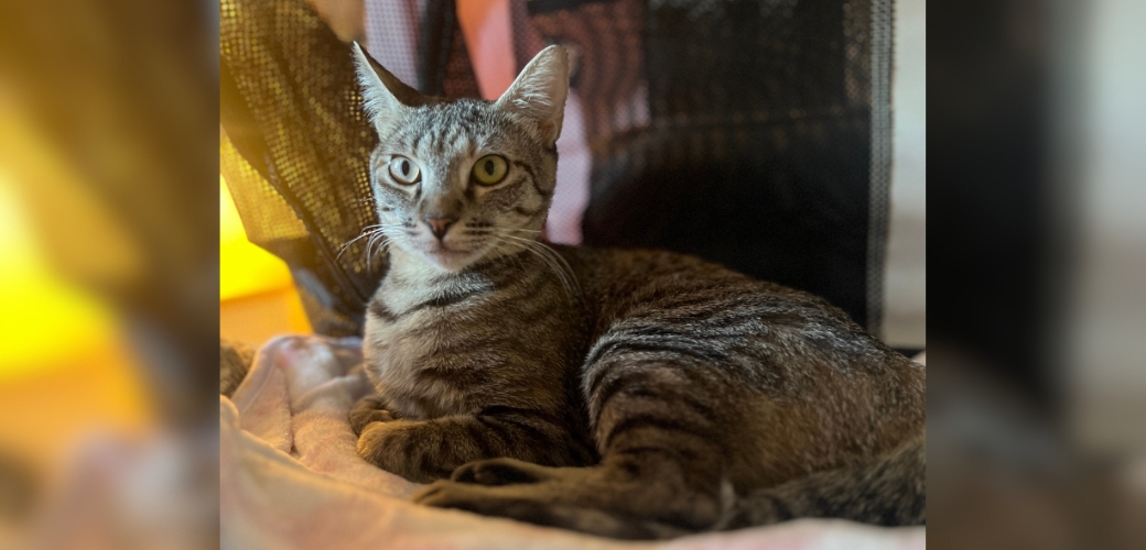 A brown tabby cat lying on a blanket