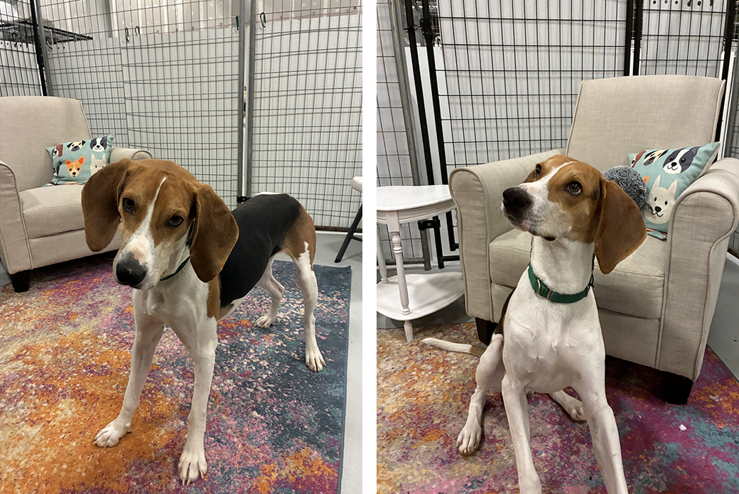 A brown and white dog looking down, and then looking up