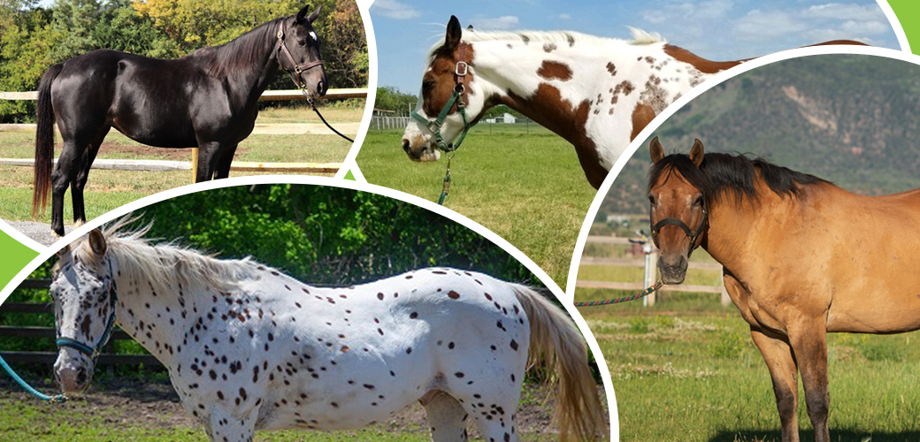 A Horse of a Different Color: Common Equine Coat Colors!