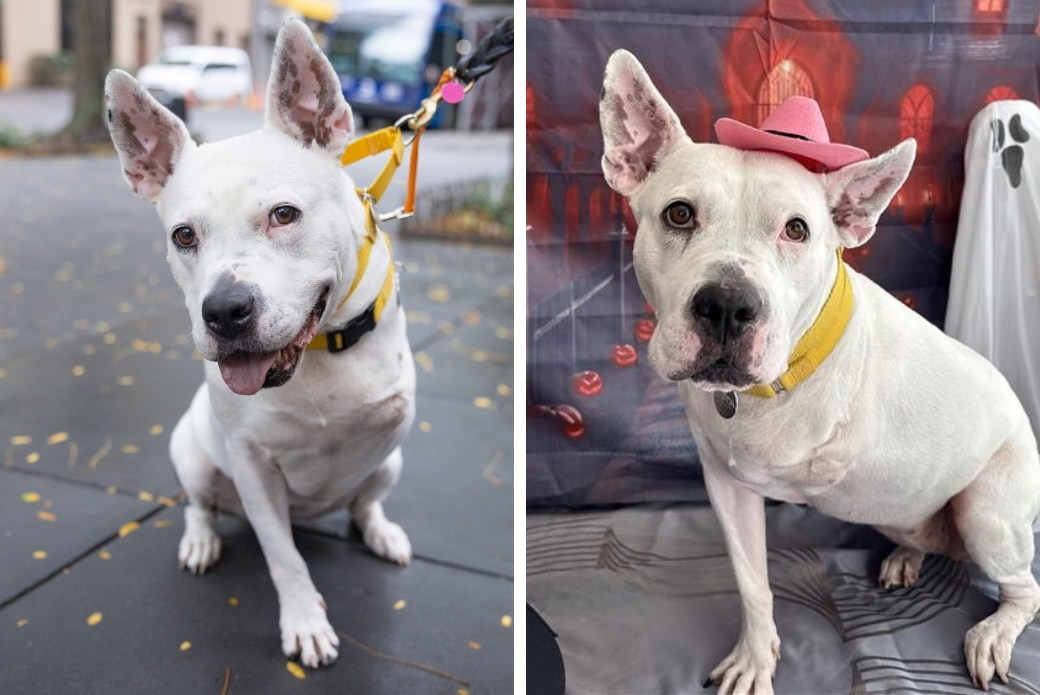Two photos of a white dog sitting down and looking at the viewer