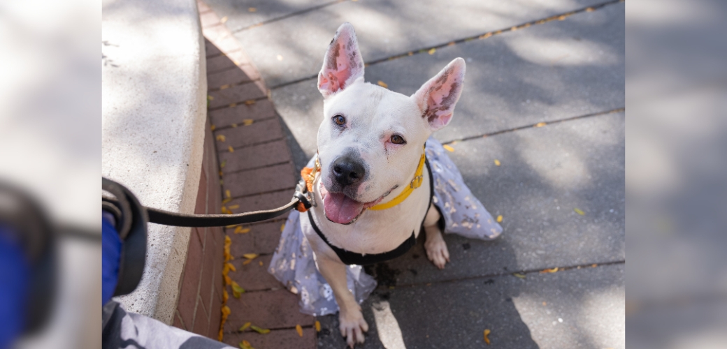 A white dog smiling and looking up