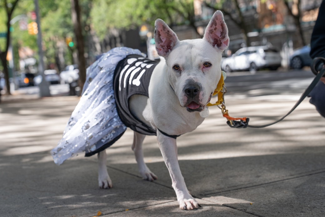 A white dog in a skeleton dress