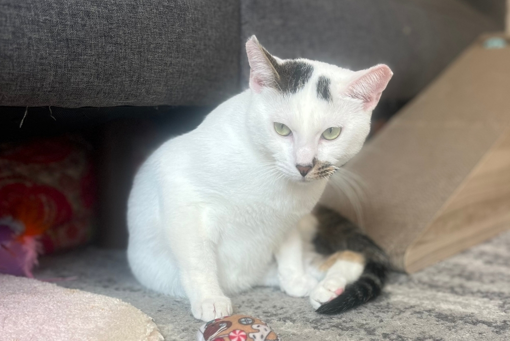 A white cat sitting on the floor