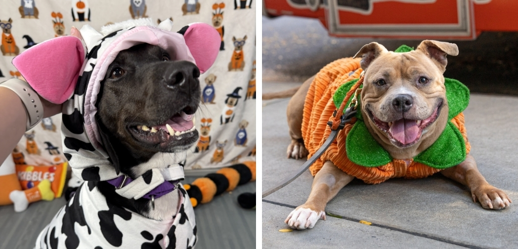 A black dog in a cow costume and a brown dog in a pumpkin costume