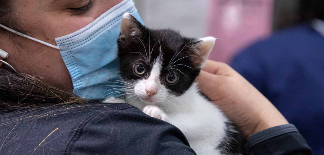 Kitten being rescued