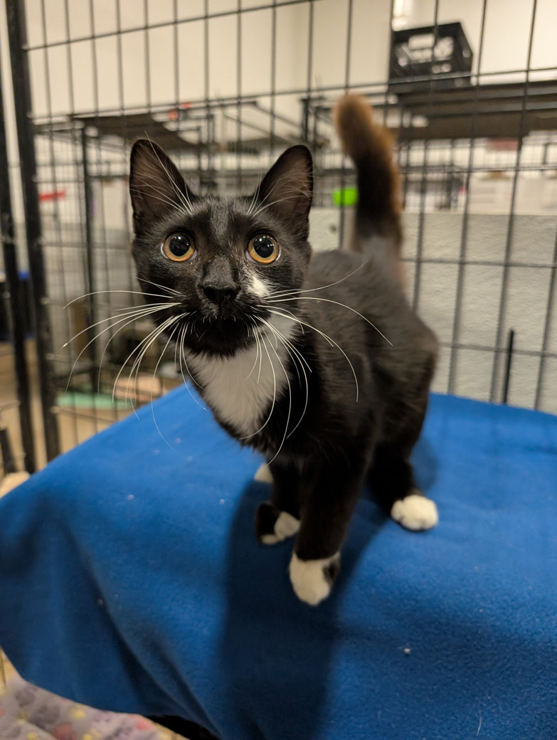 Olympic the cat is ready to be adopted!