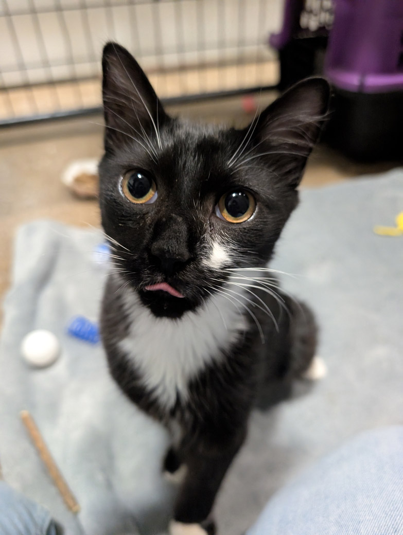 Olympic the cat is ready to be adopted!