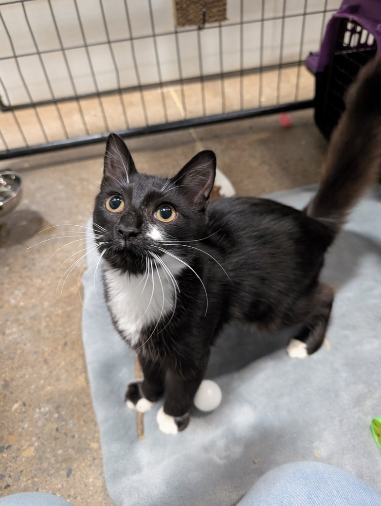 Olympic the cat is ready to be adopted!