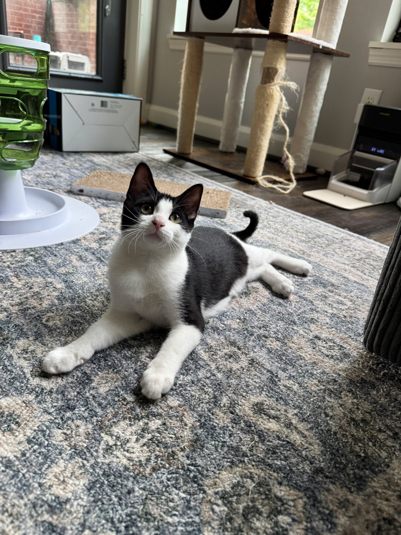 Cheese Roll the cat is ready to be adopted!