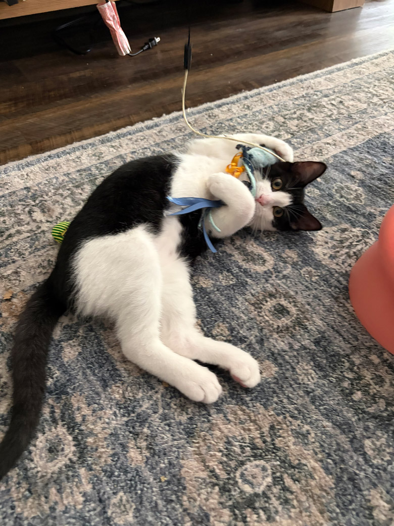 Cheese Roll the cat is ready to be adopted!