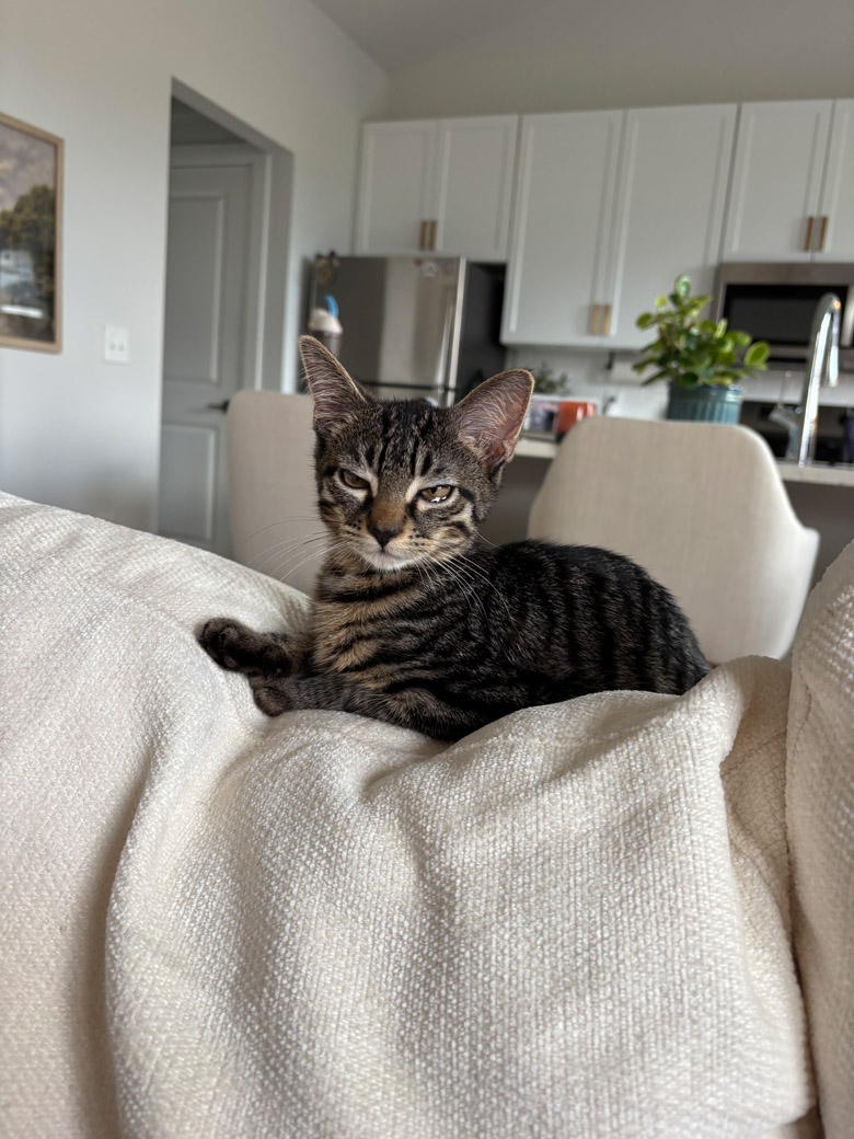 Viscount the cat is ready to be adopted!