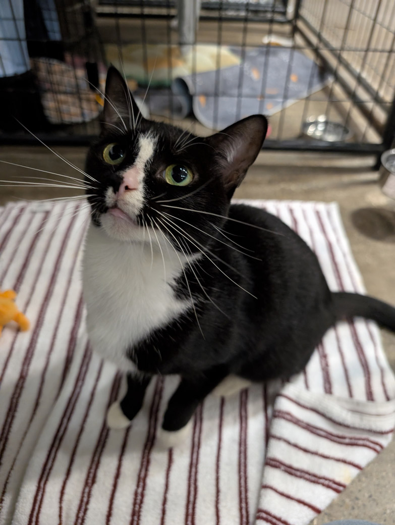 Birkin the cat is ready to be adopted!